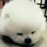 Sy