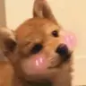 我贼喜欢学习。