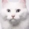 小王