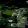 小渊